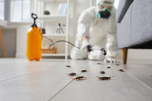 Commercial Kitchen Cockroach Control in Northumberland